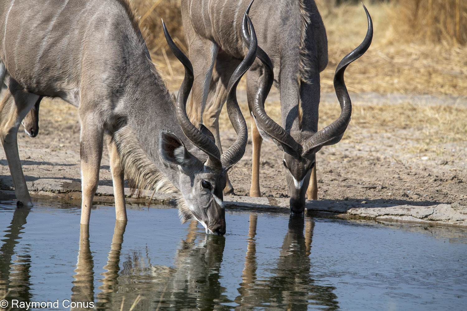Le grand koudou (10)