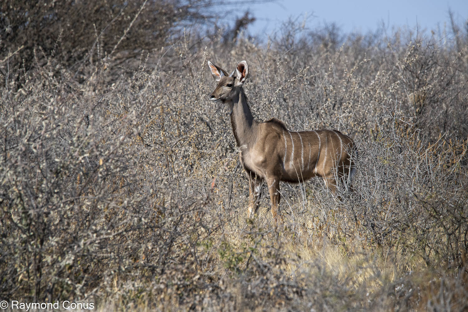 Le grand koudou (11)