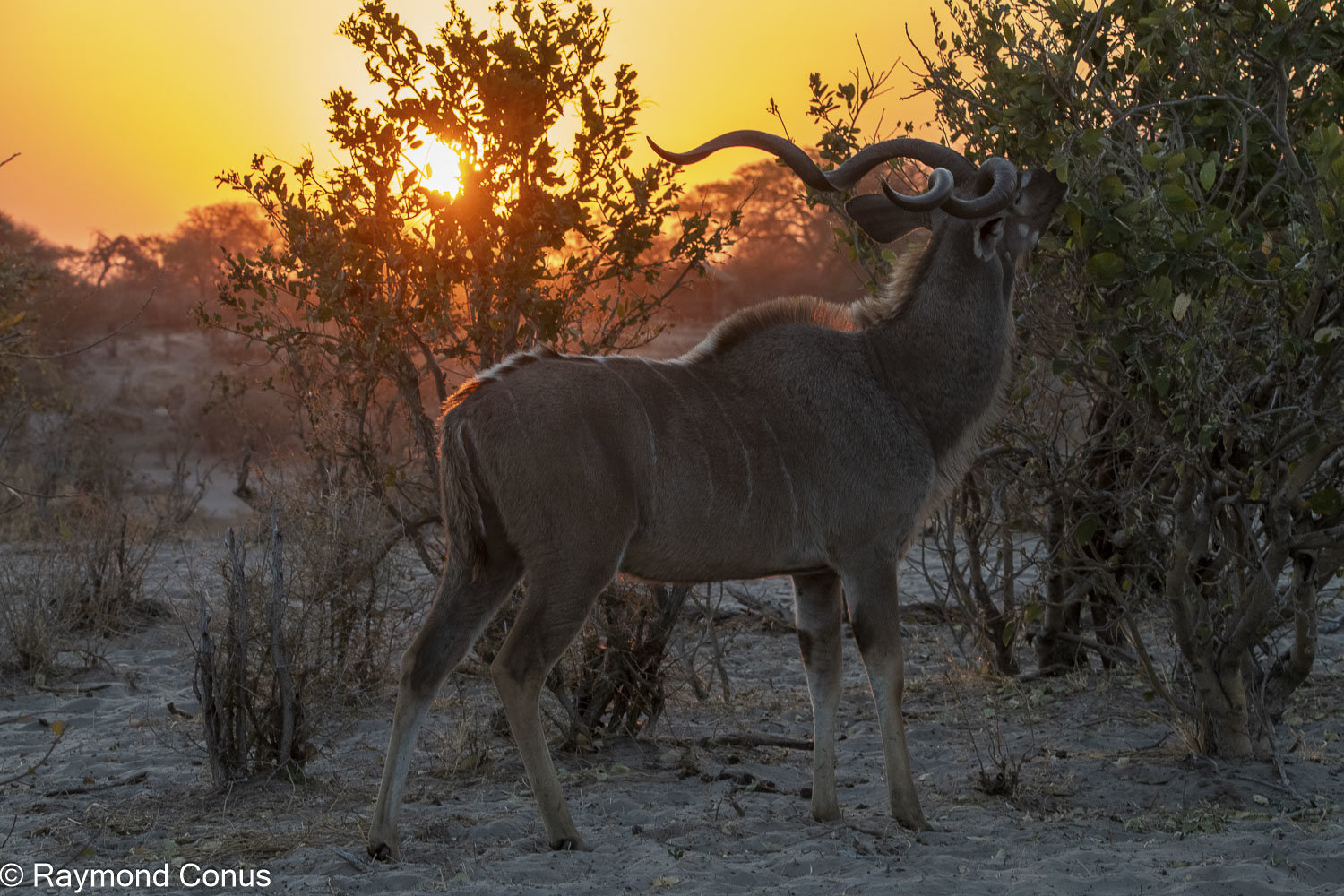 Le grand koudou (13)