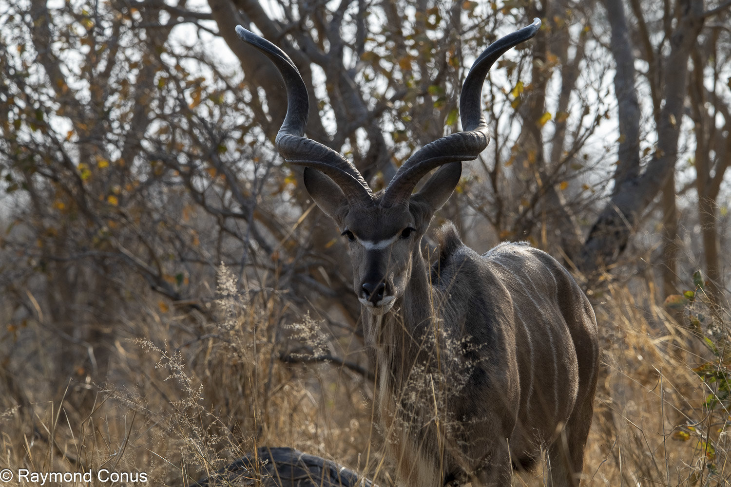 Le grand koudou (15)