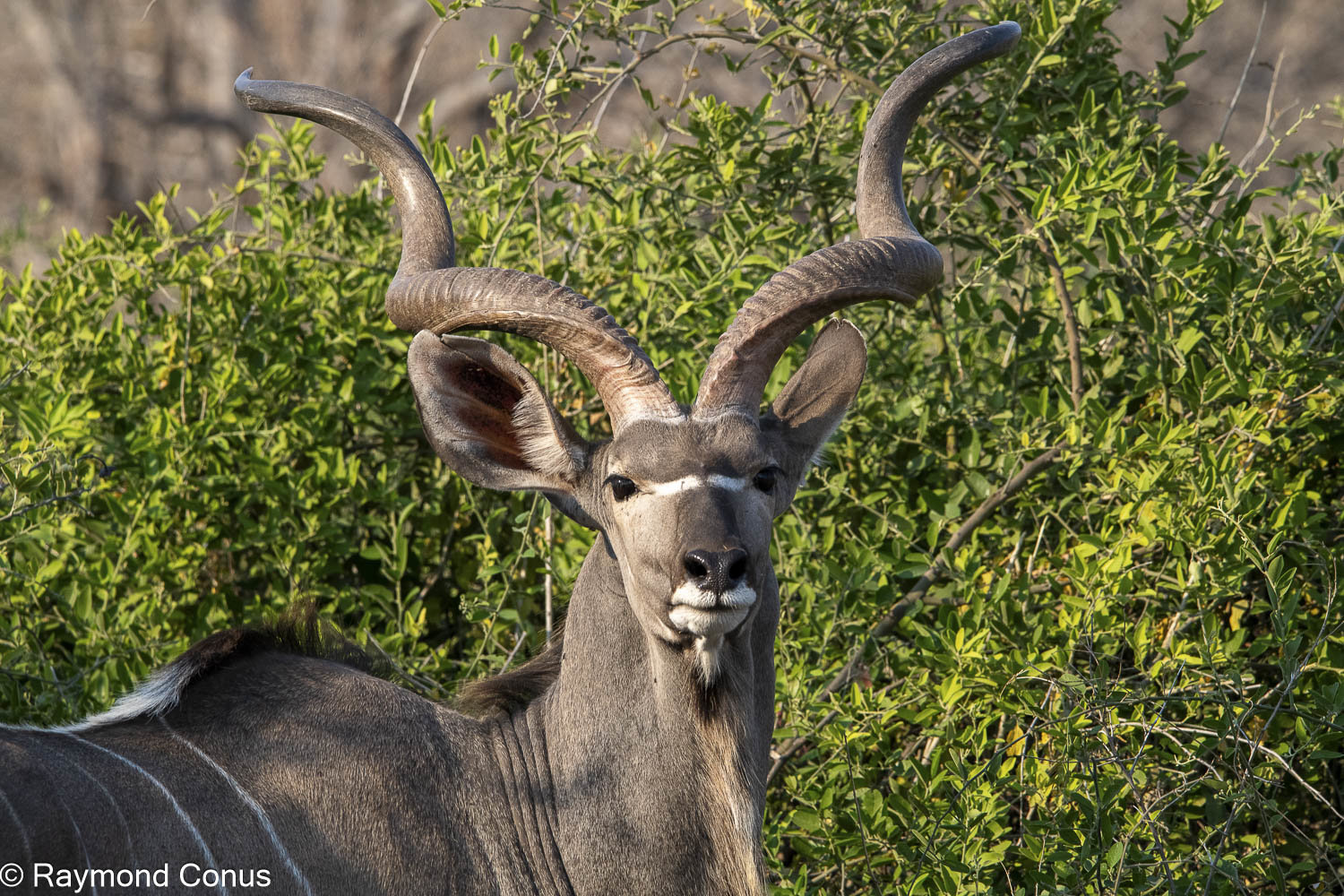 Le grand koudou (18)