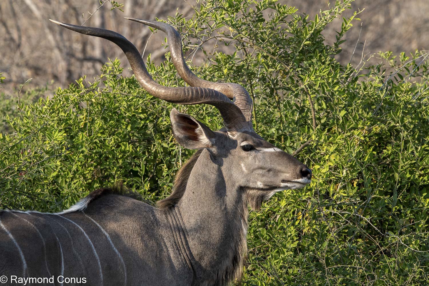 Le grand koudou (19)