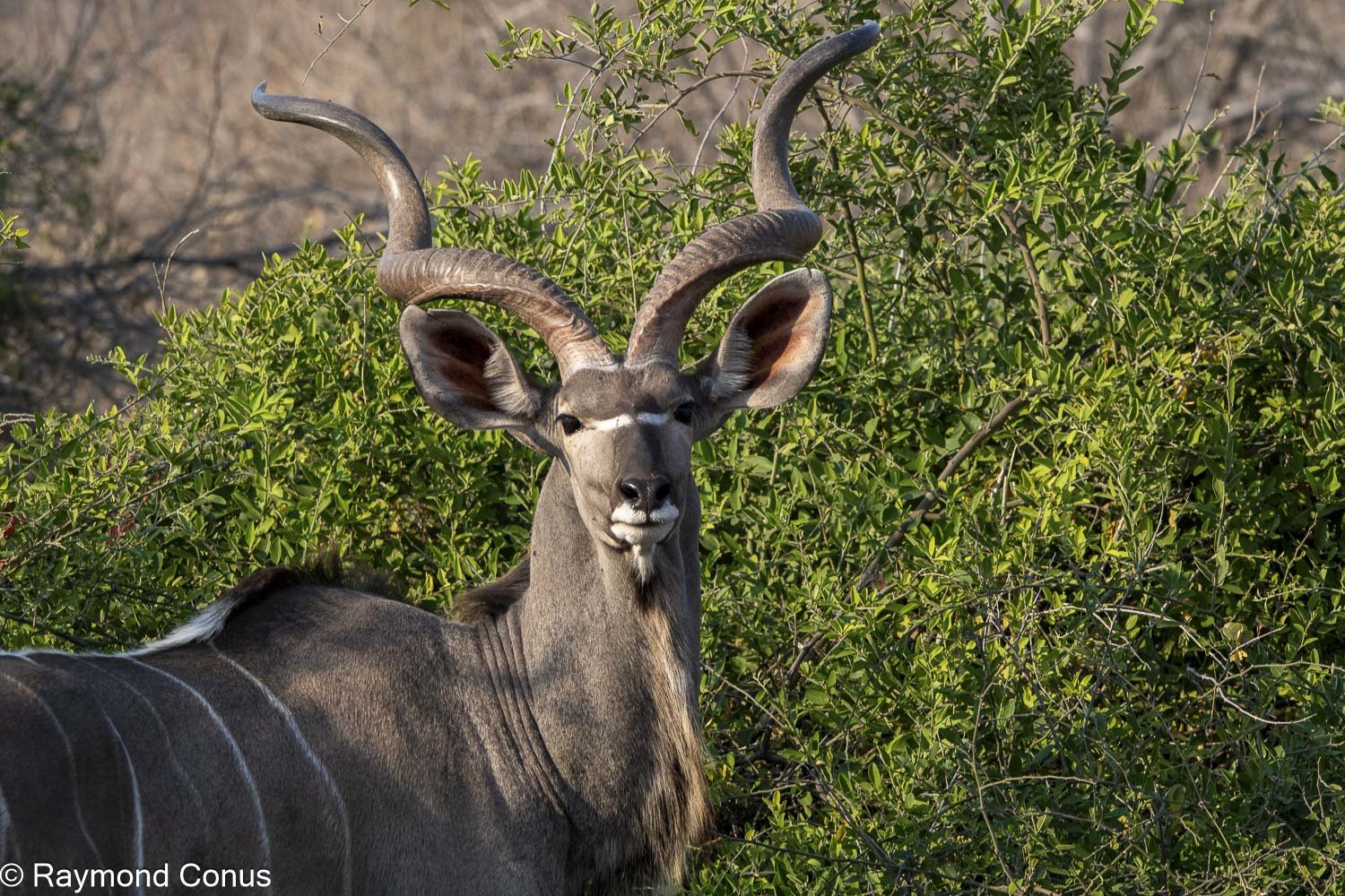 Le grand koudou (20)