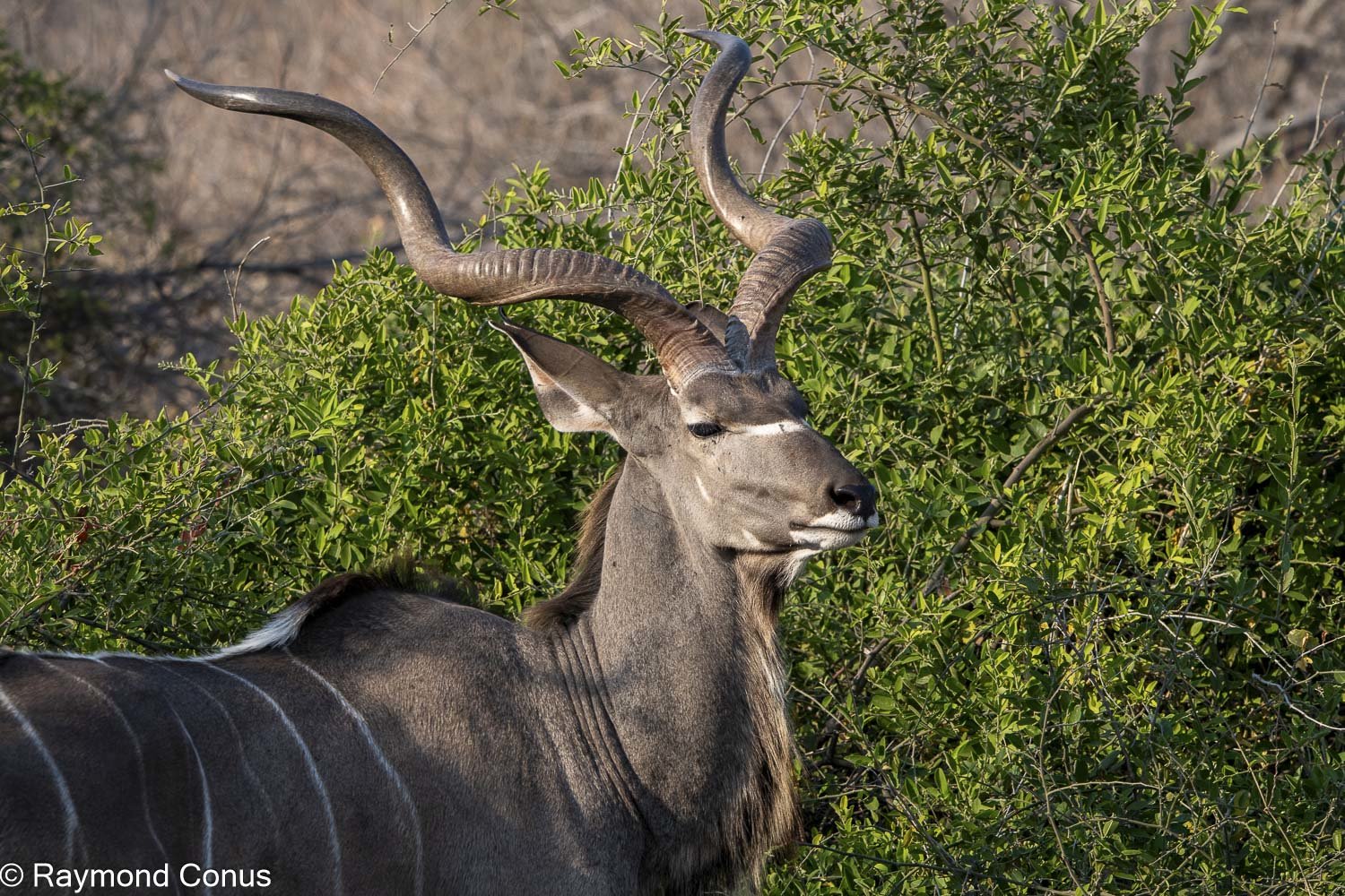Le grand koudou (21)
