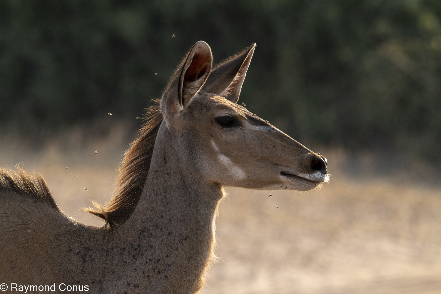 Le grand koudou (23)