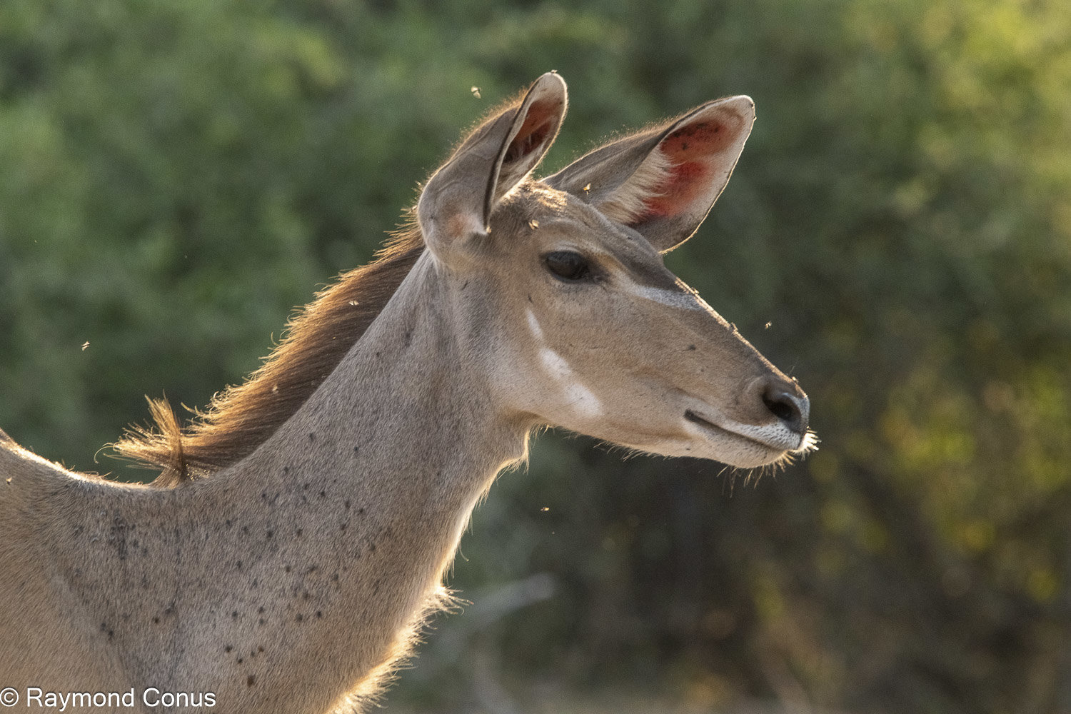 Le grand koudou (24)