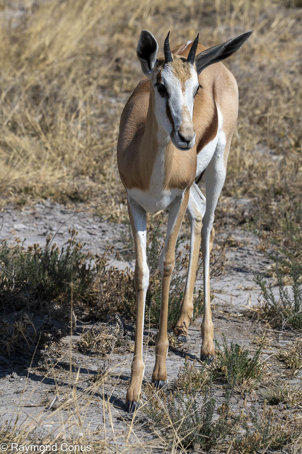 Le springbok (2)