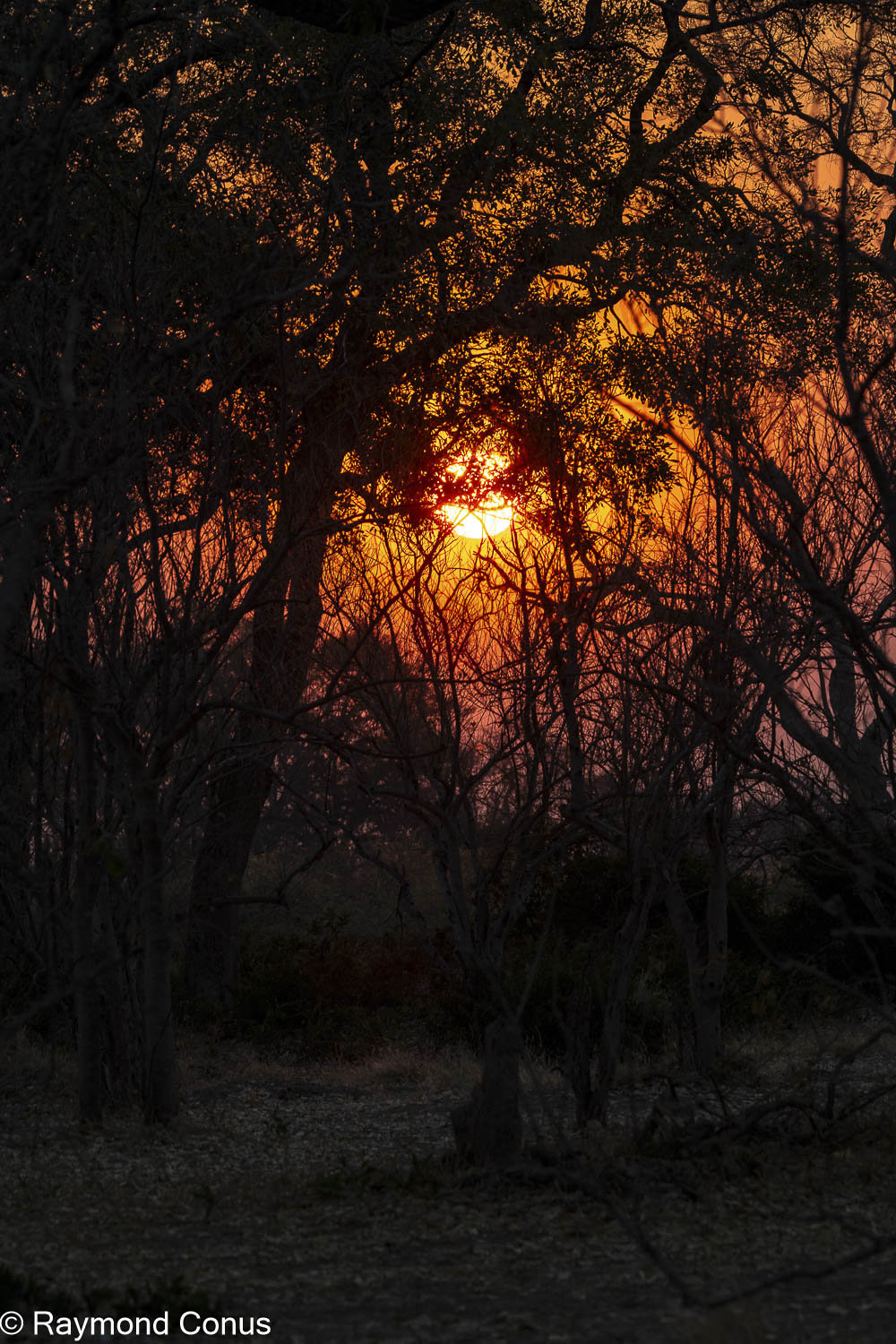 Moremi Game Reserve (30)