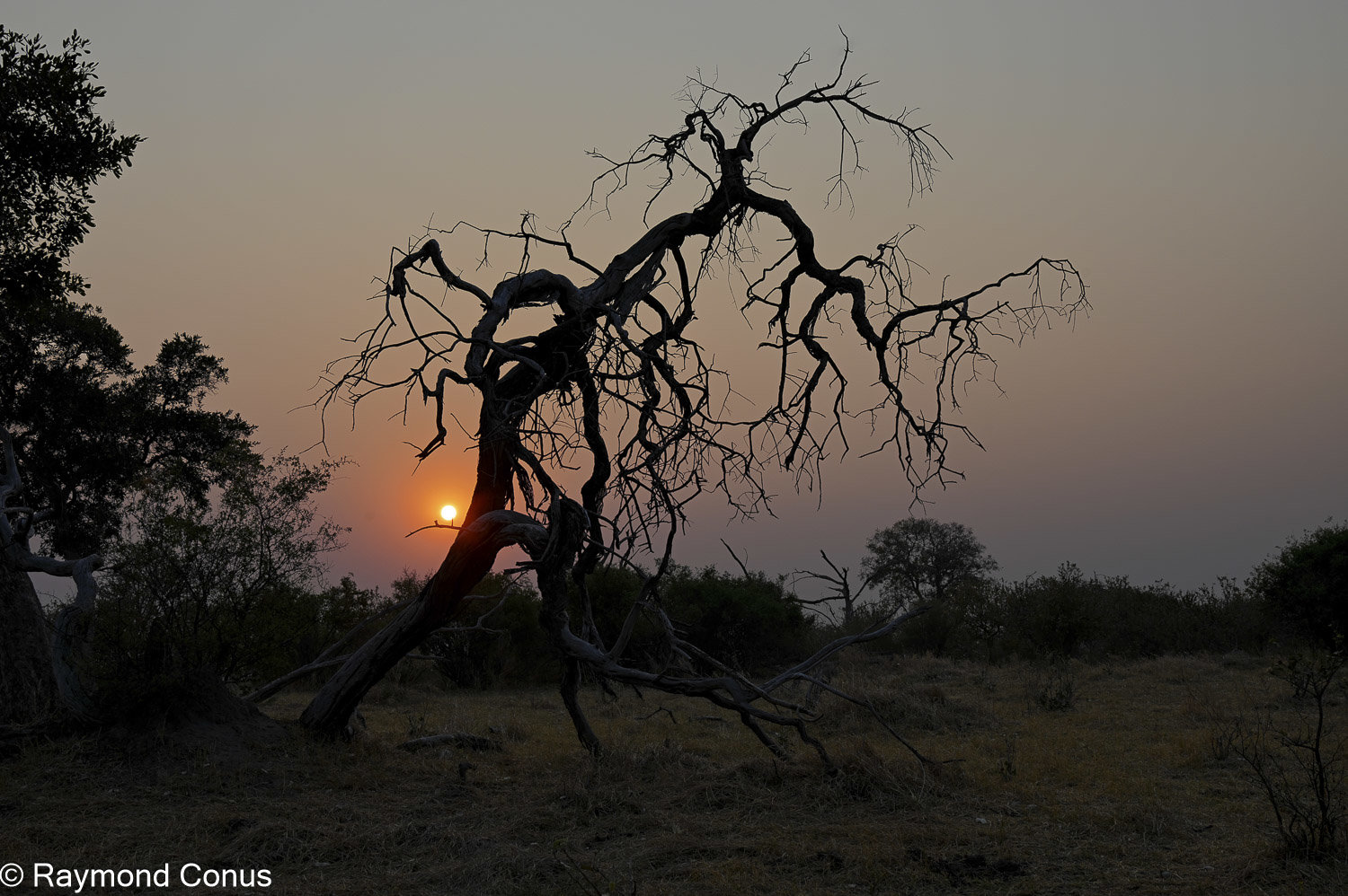 Moremi Game Reserve (48)