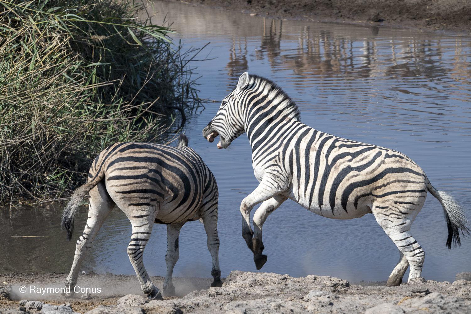 Namibia (100)