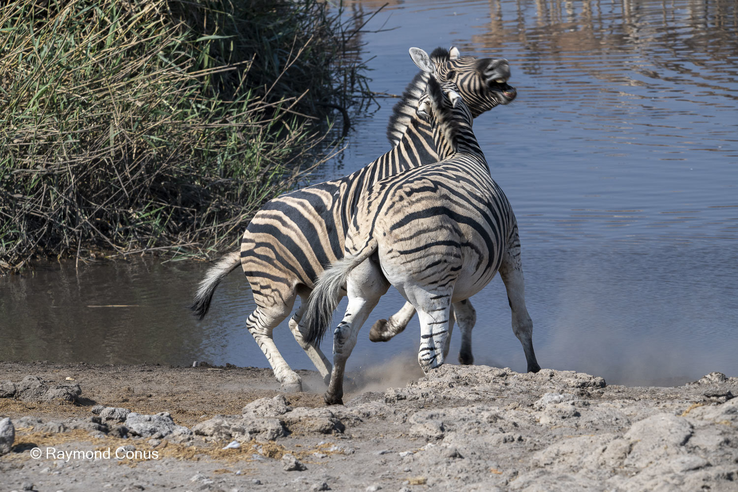 Namibia (101)