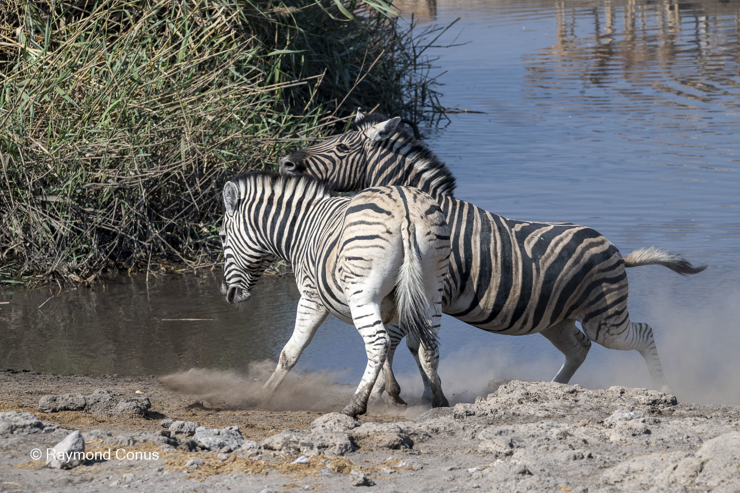 Namibia (102)