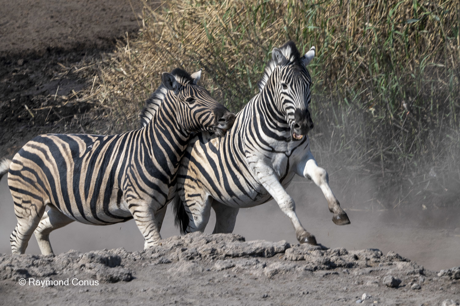 Namibia (103)
