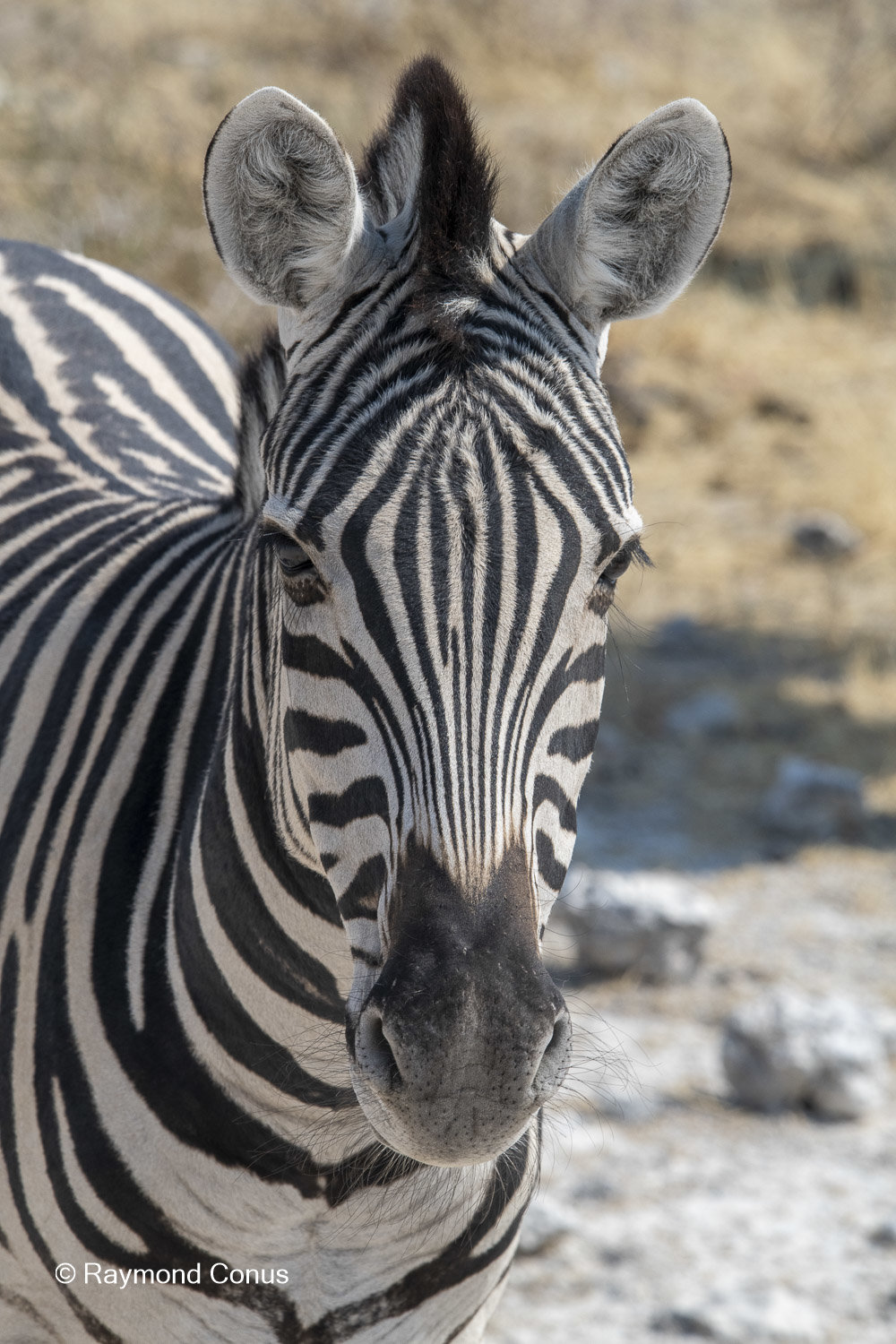 Namibia (108)