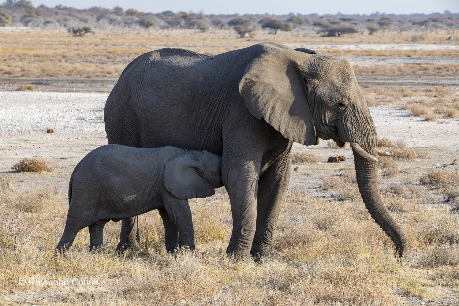 Namibia (130)
