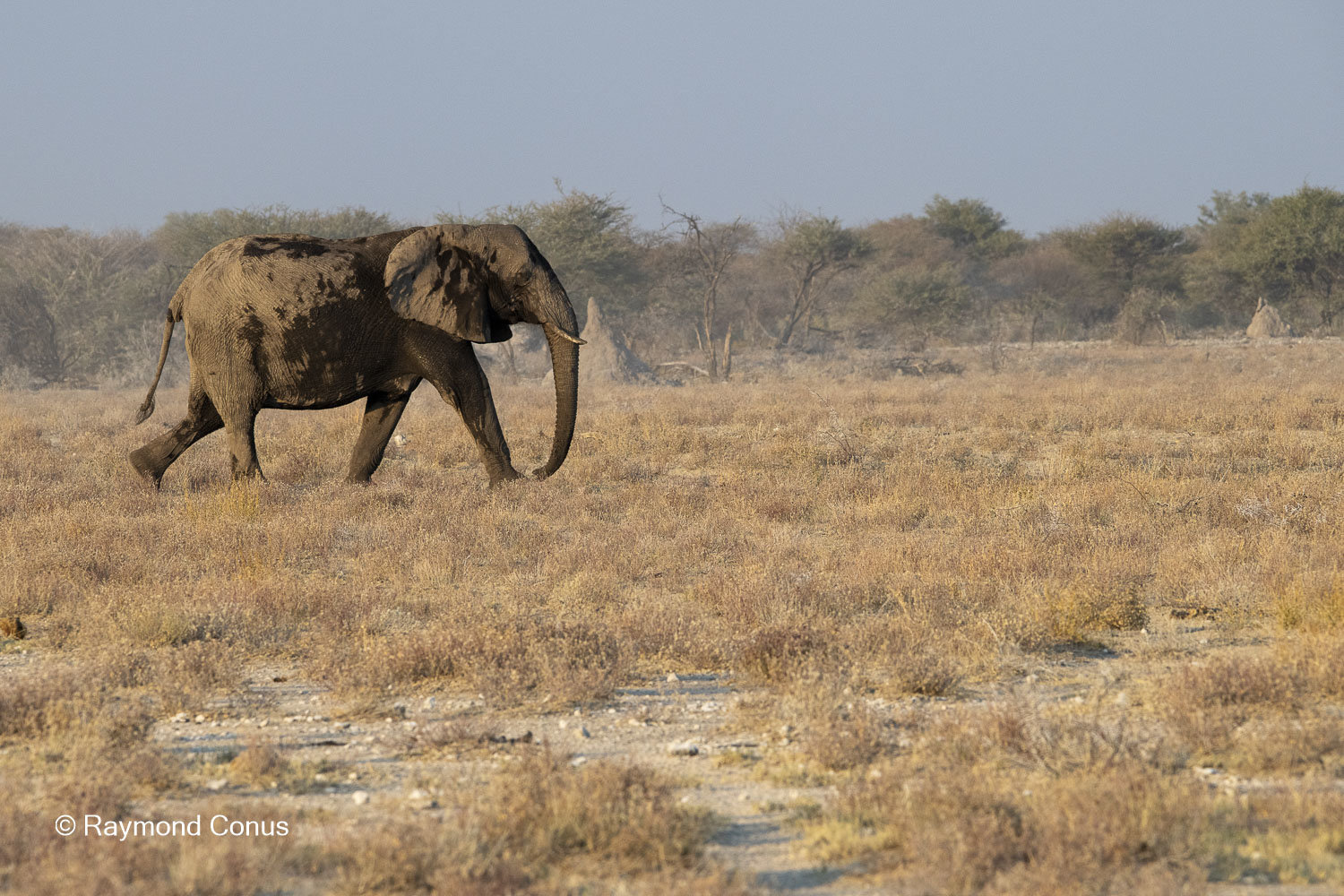 Namibia (135)
