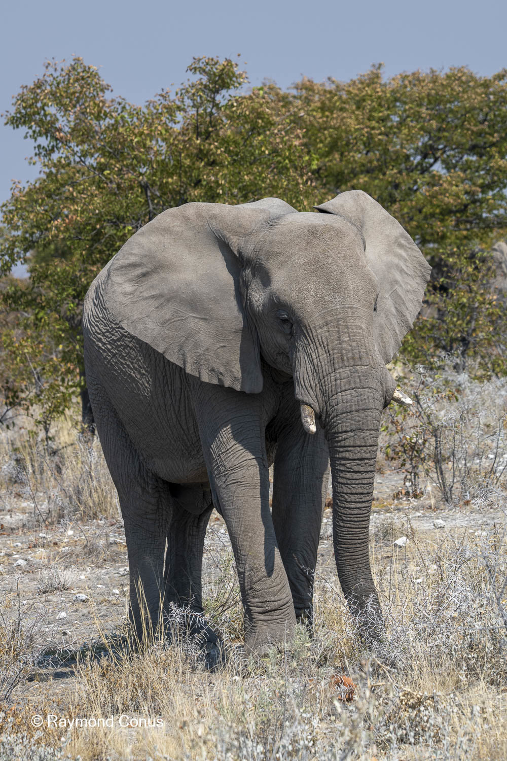 Namibia (141)