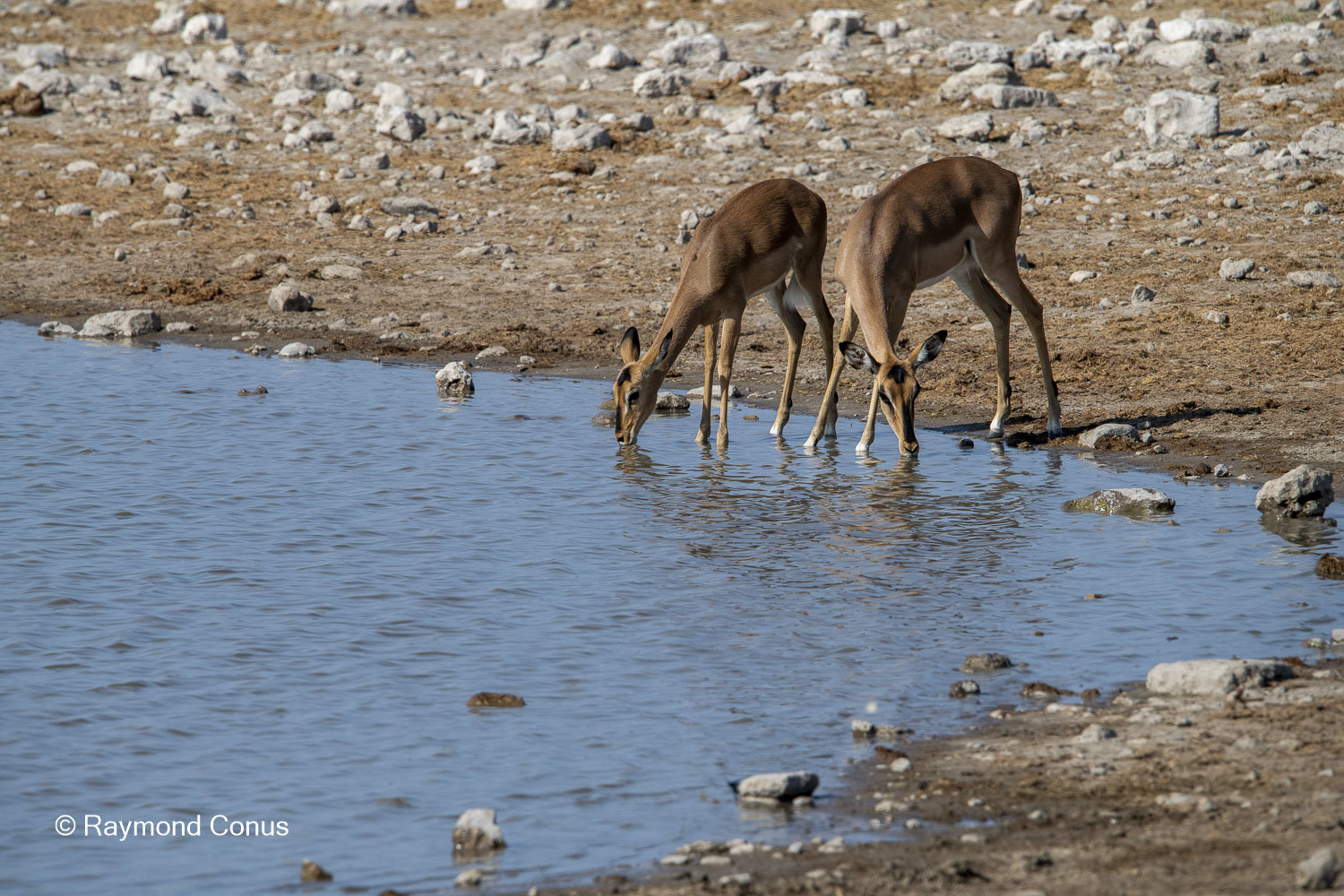Namibia (144)