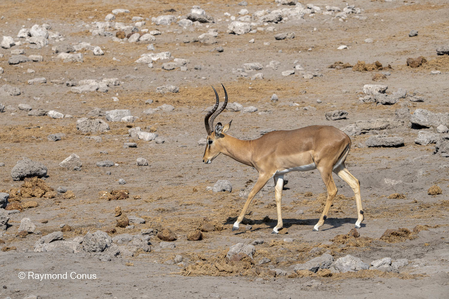 Namibia (146)