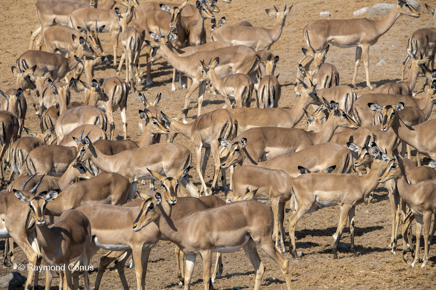 Namibia (148)