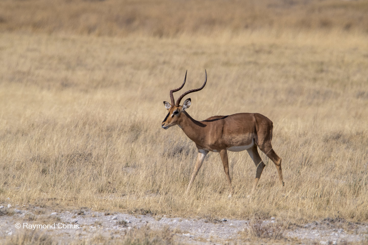 Namibia (150)