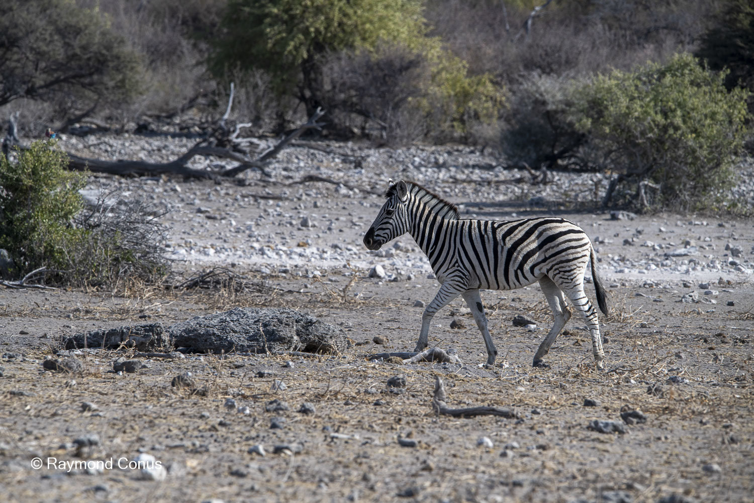 Namibia (84)