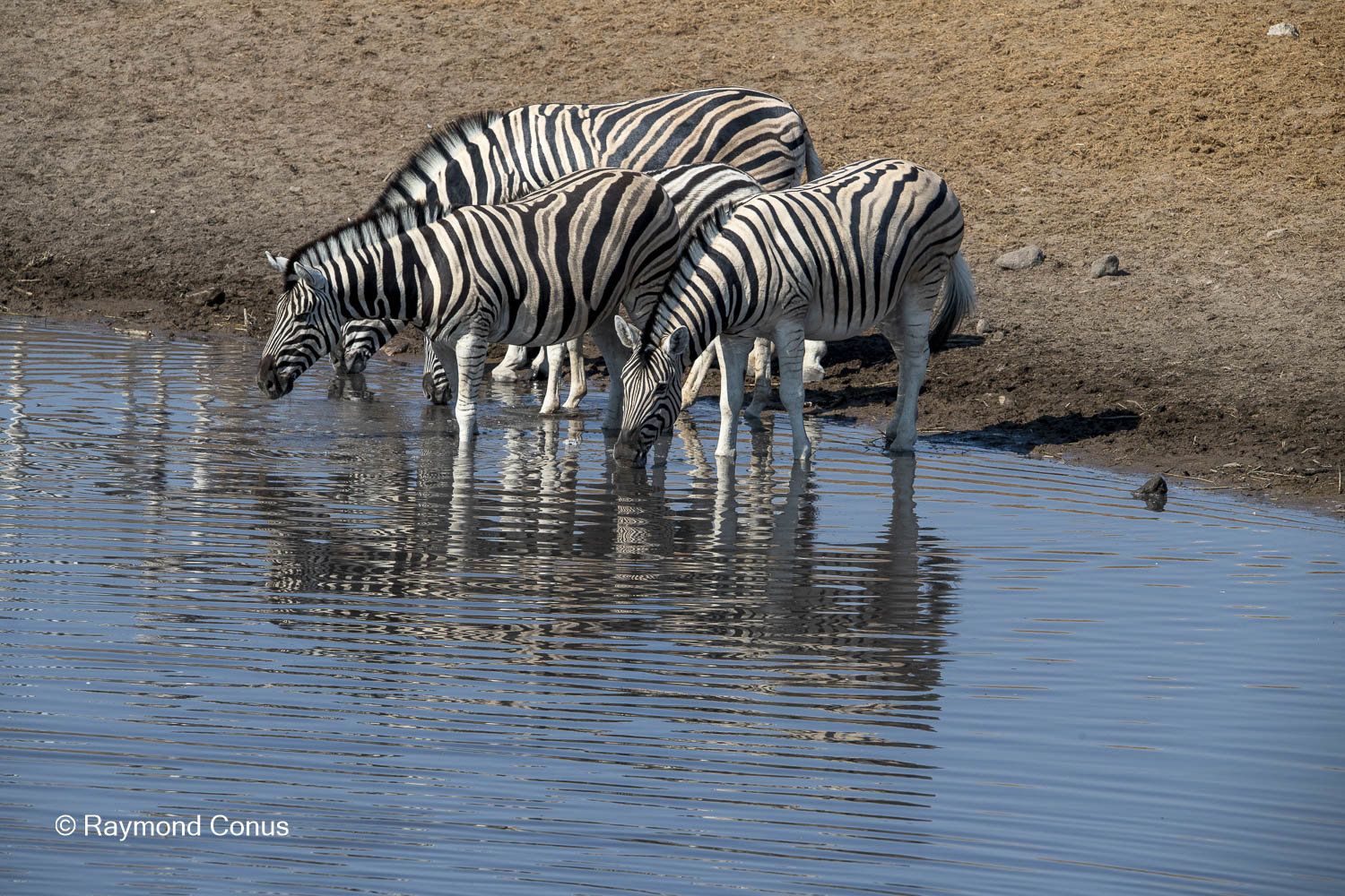 Namibia (86)