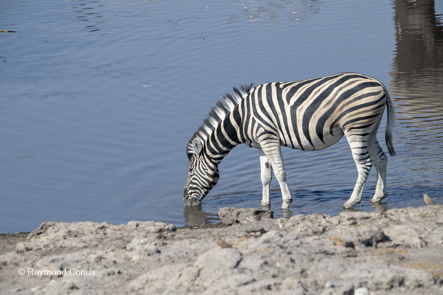 Namibia (87)