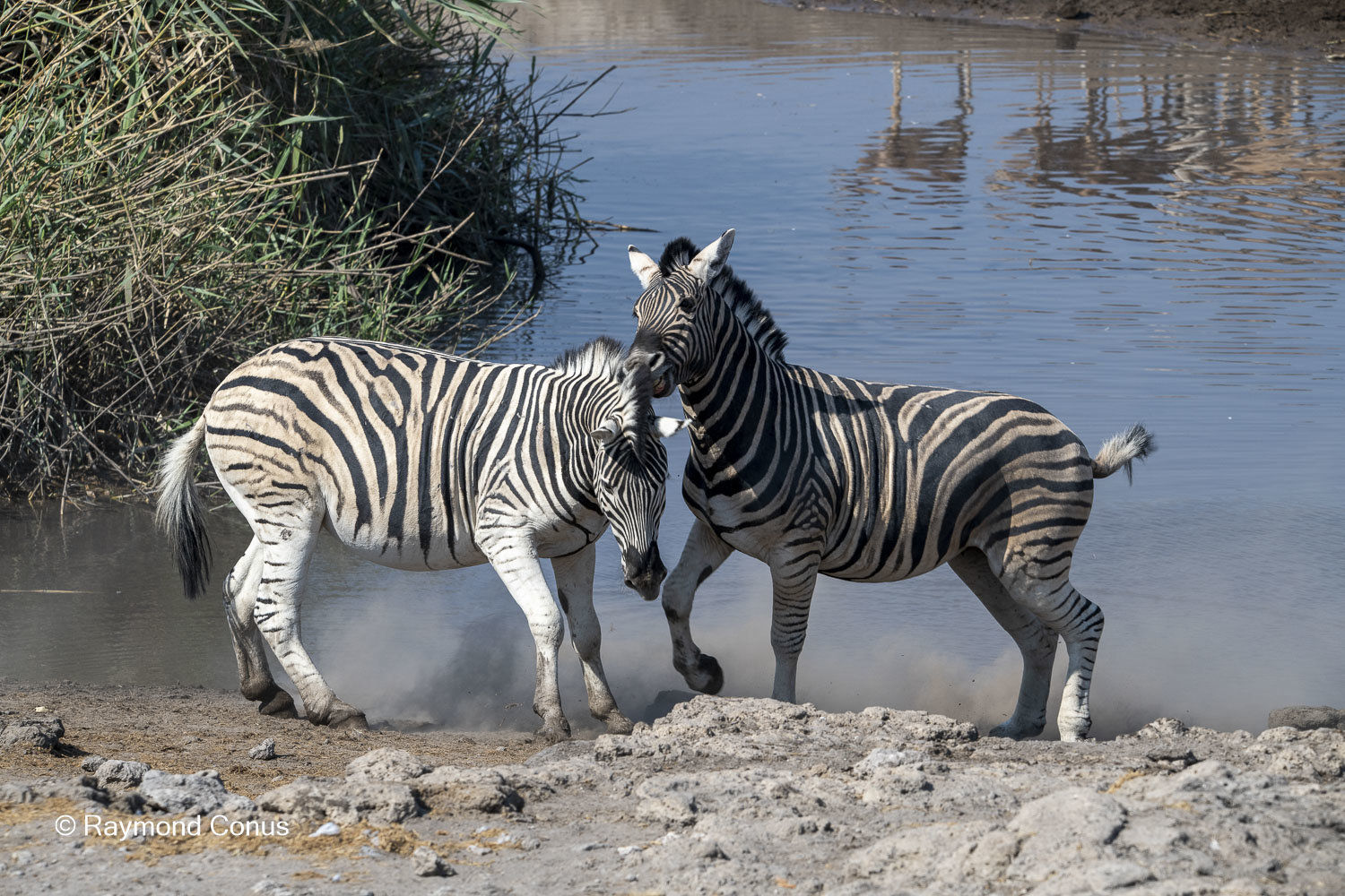Namibia (91)