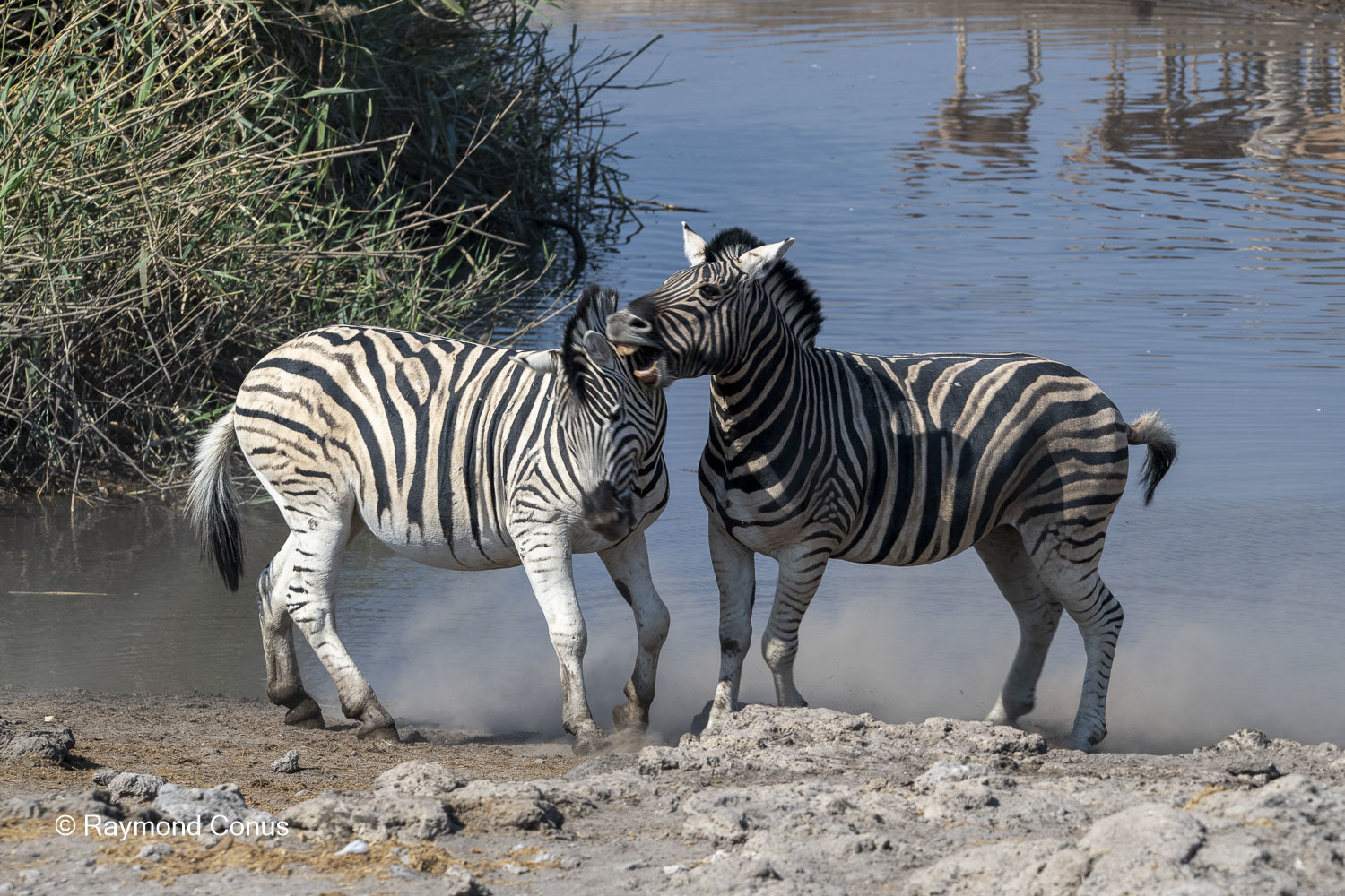 Namibia (92)