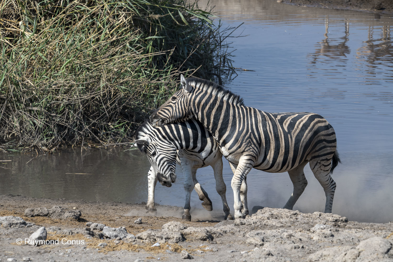 Namibia (93)