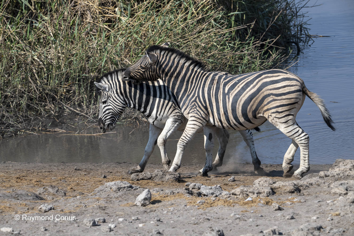 Namibia (95)