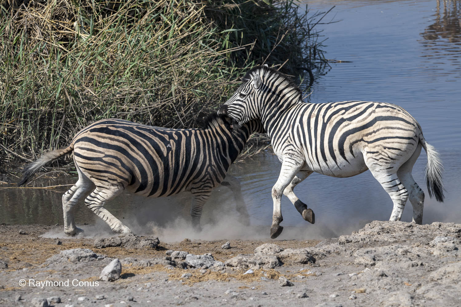 Namibia (96)