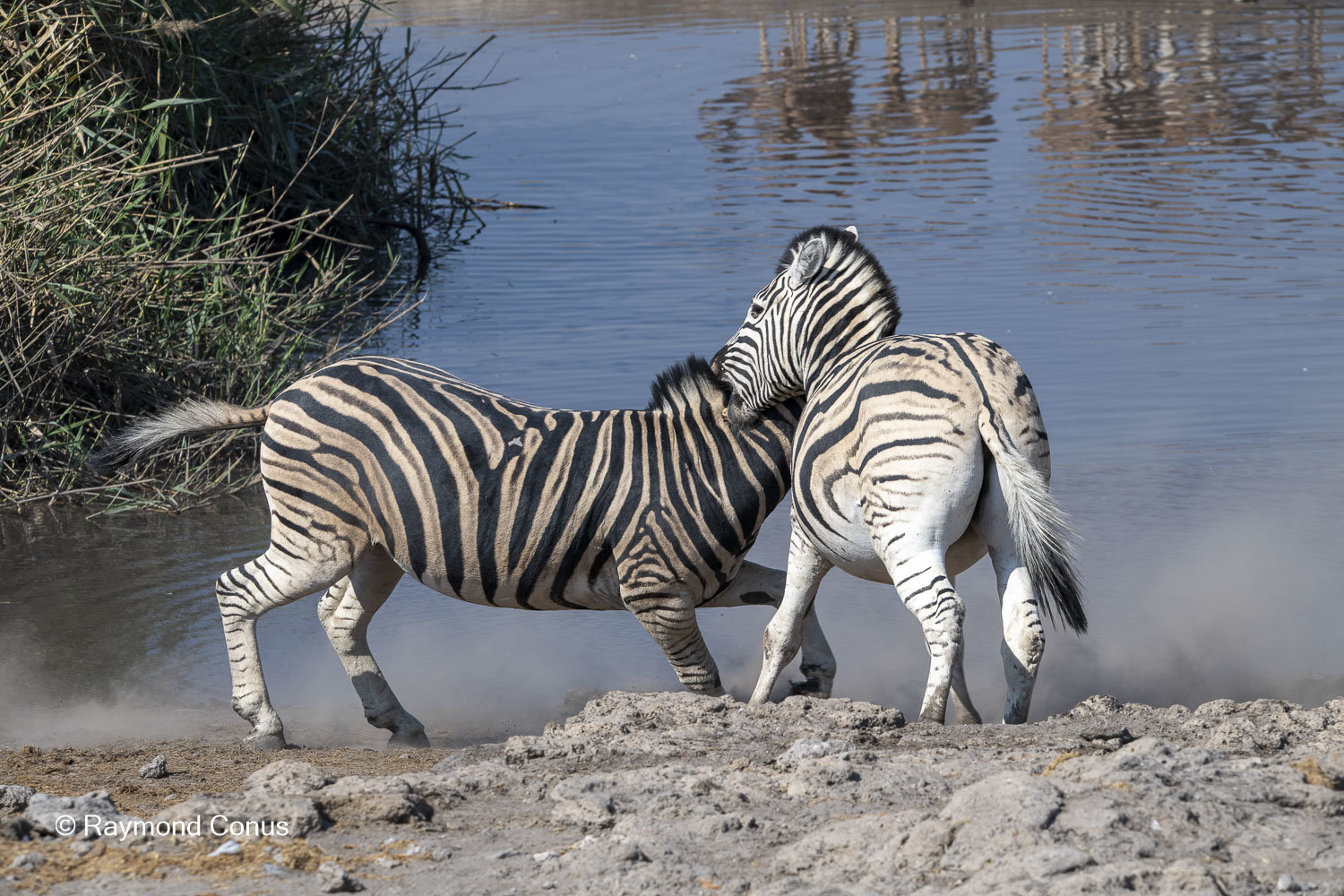 Namibia (97)