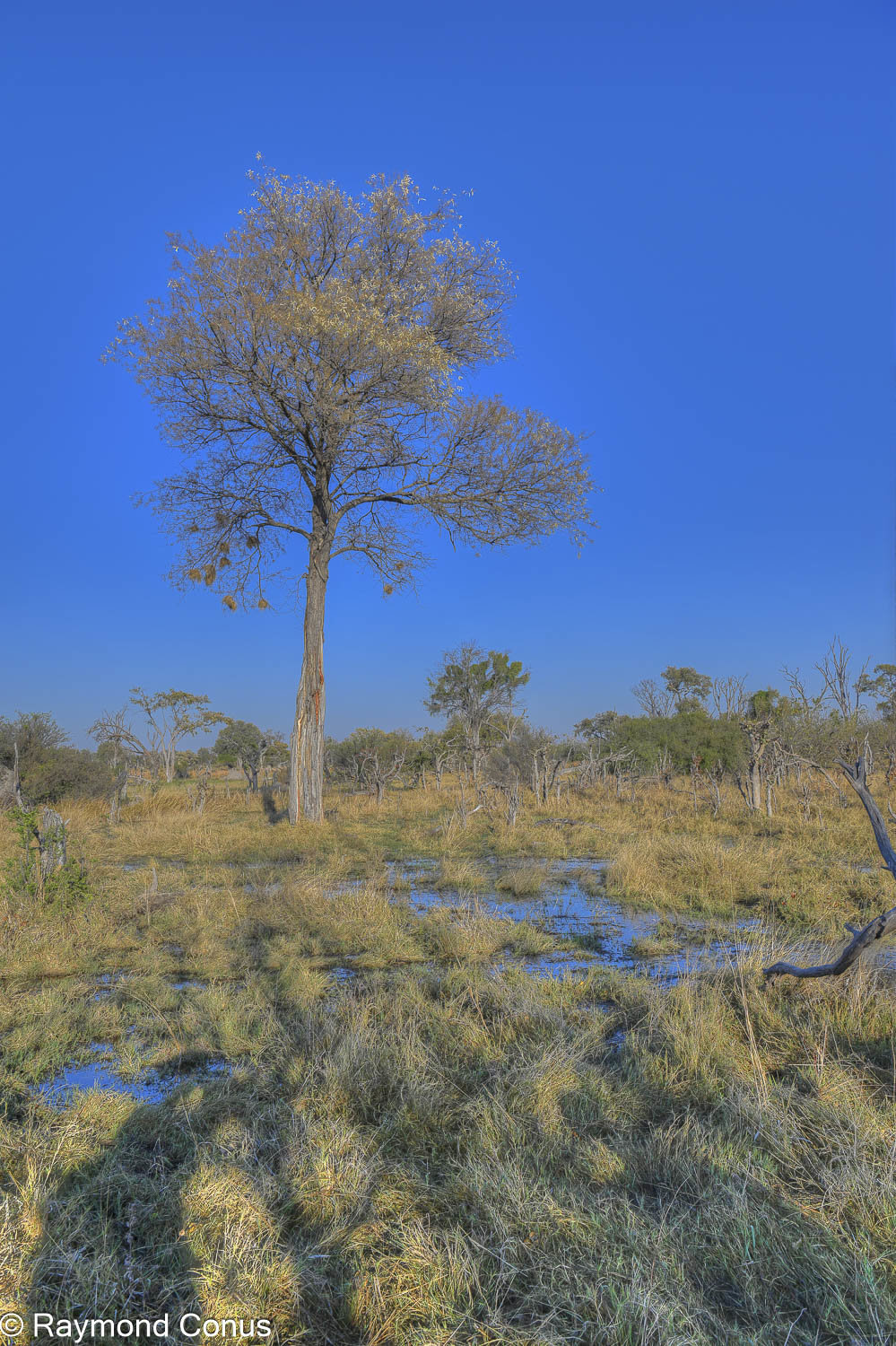 Okavango Delta (30)