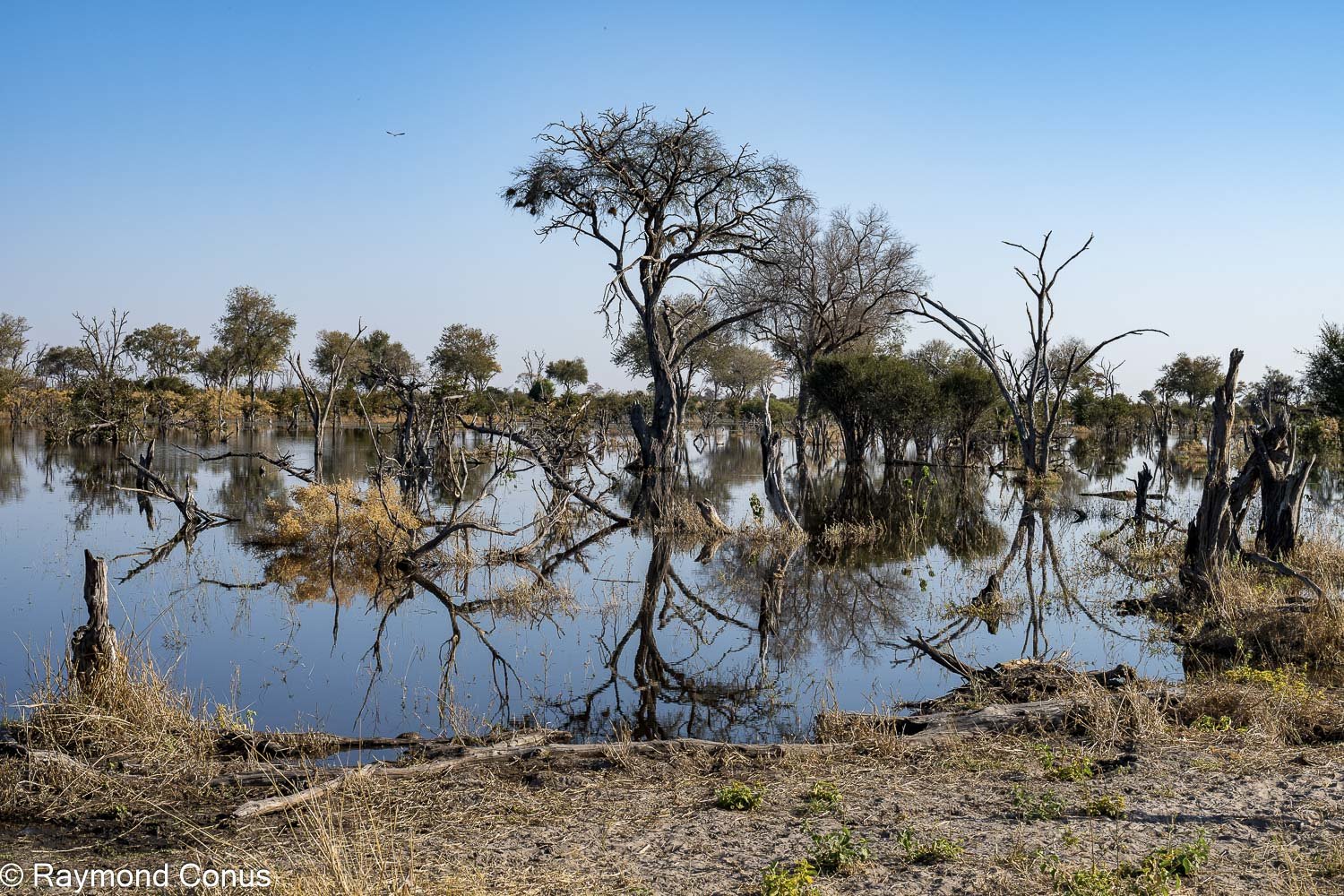 Okavango Delta (35)