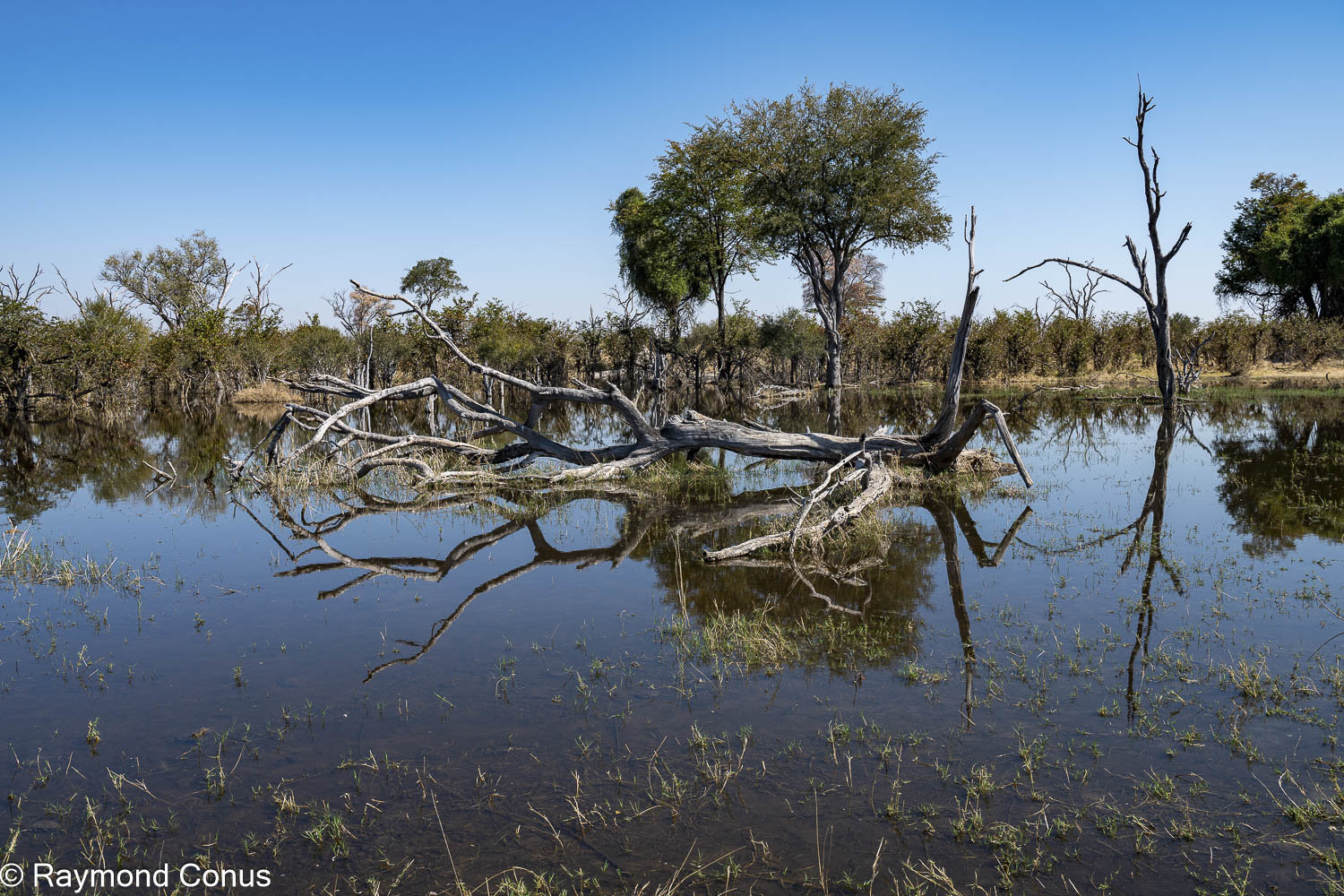 Okavango Delta (44)