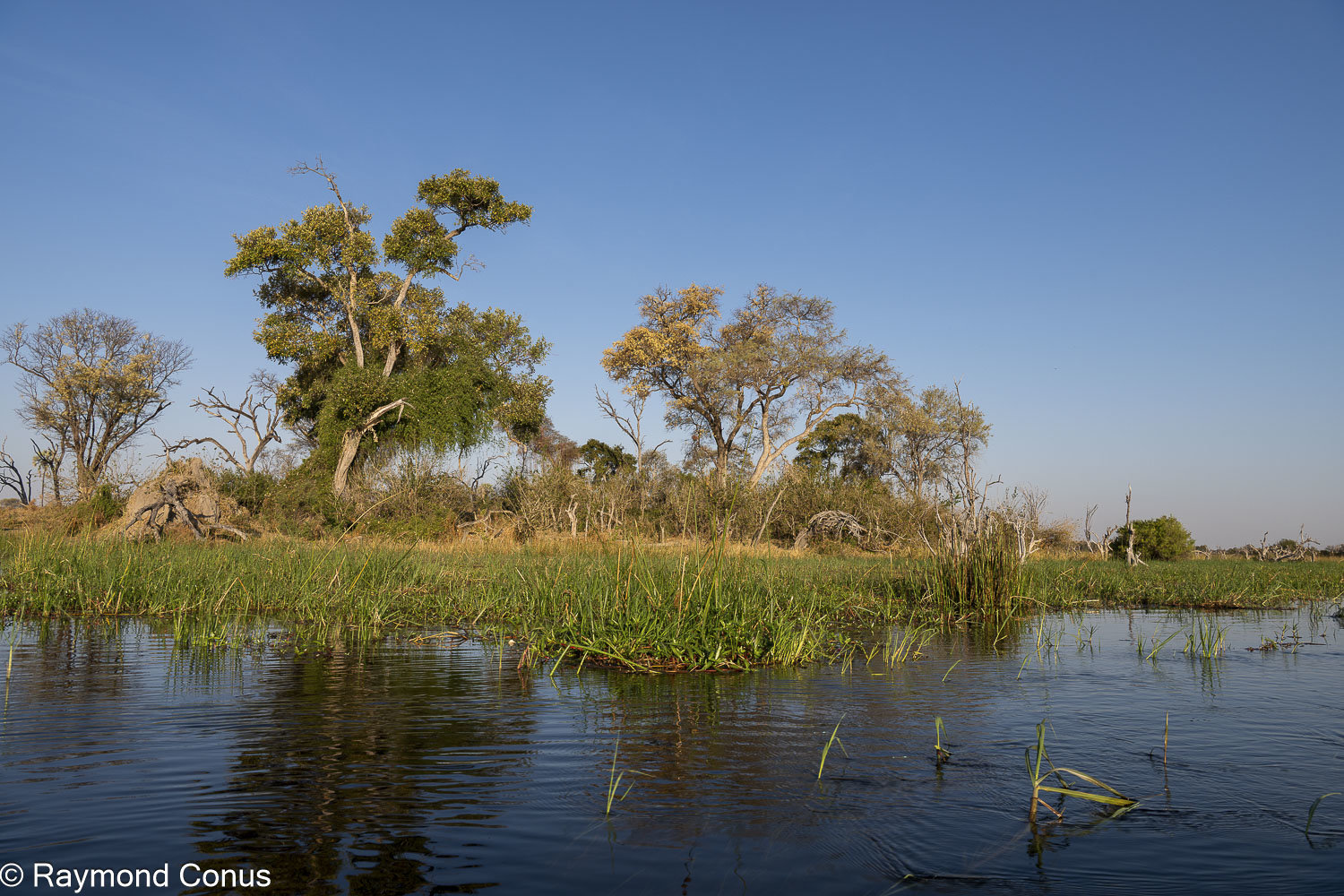 Okavango Delta (49)