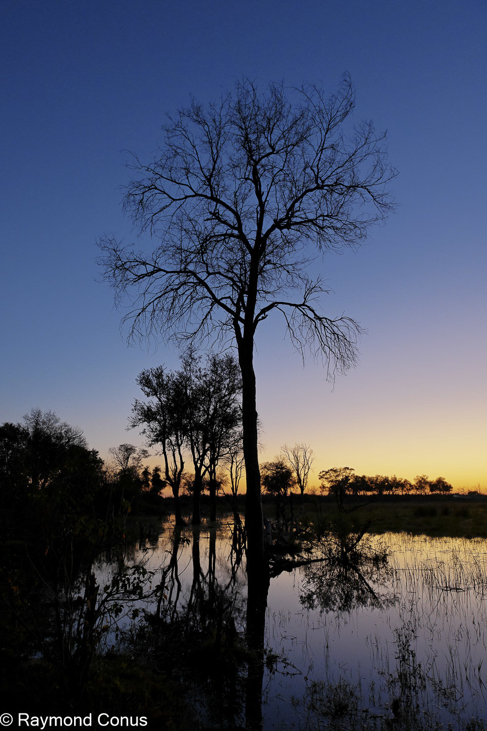 Okavango Delta (67)