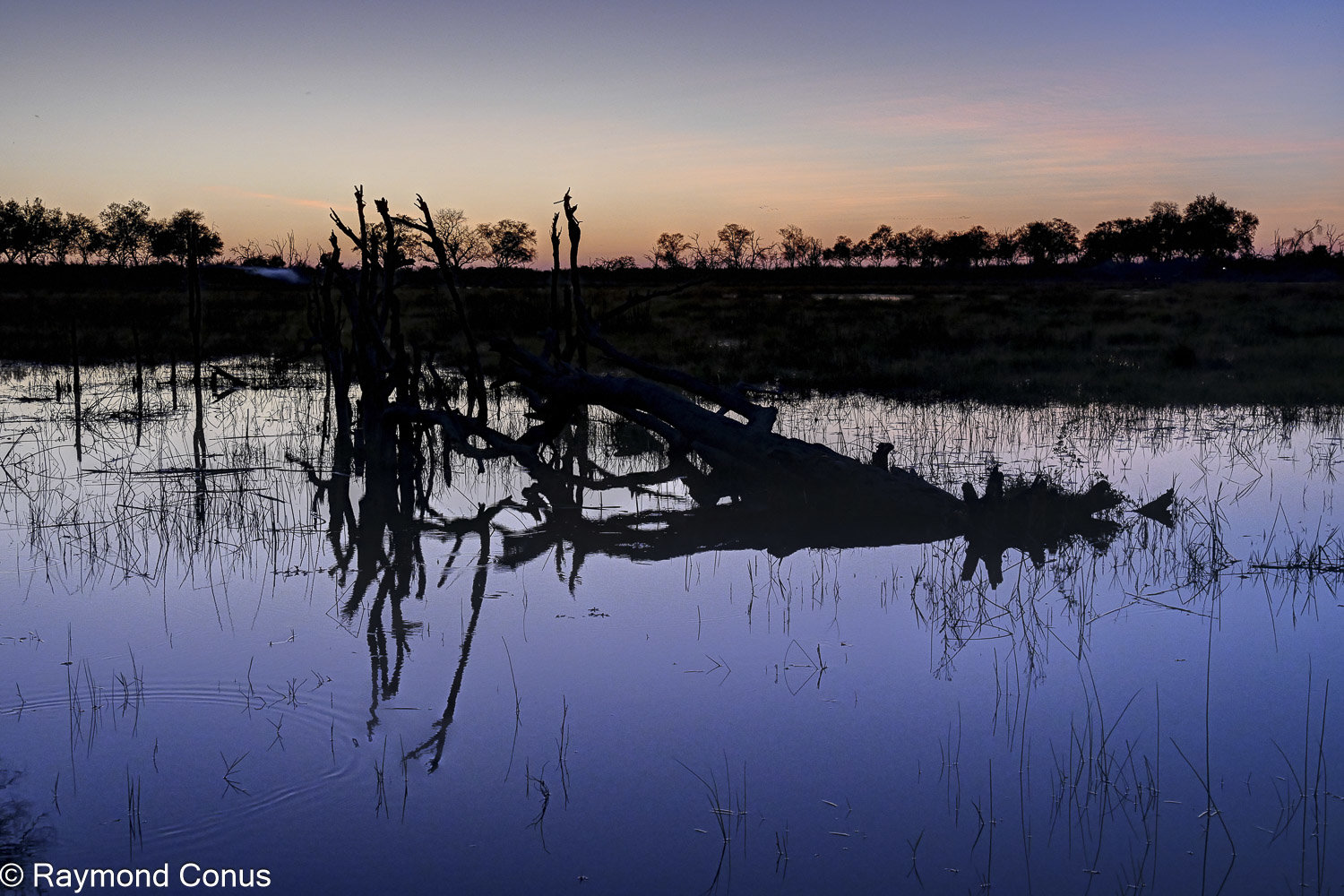 Okavango Delta (69)