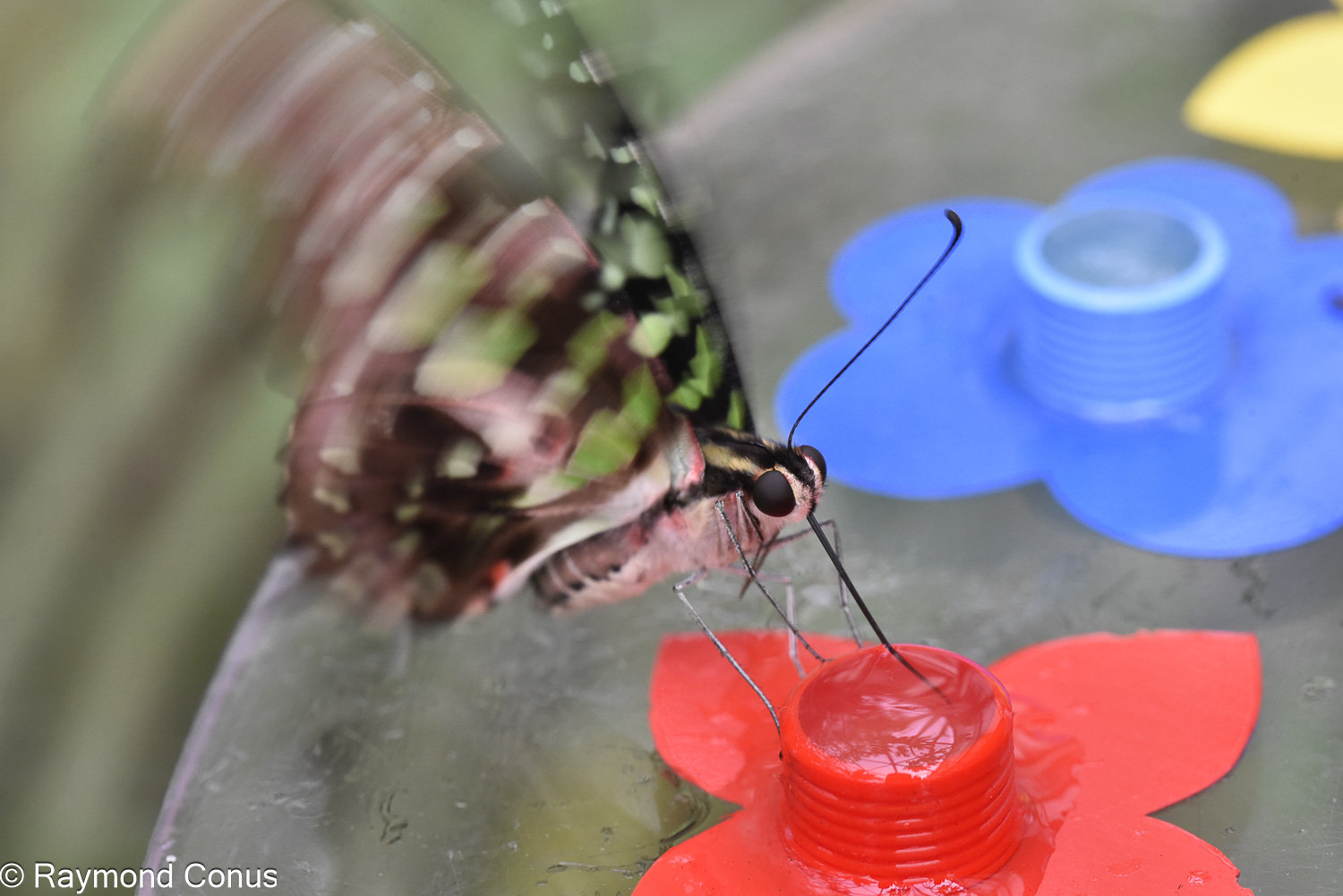 Graphium agamemnon