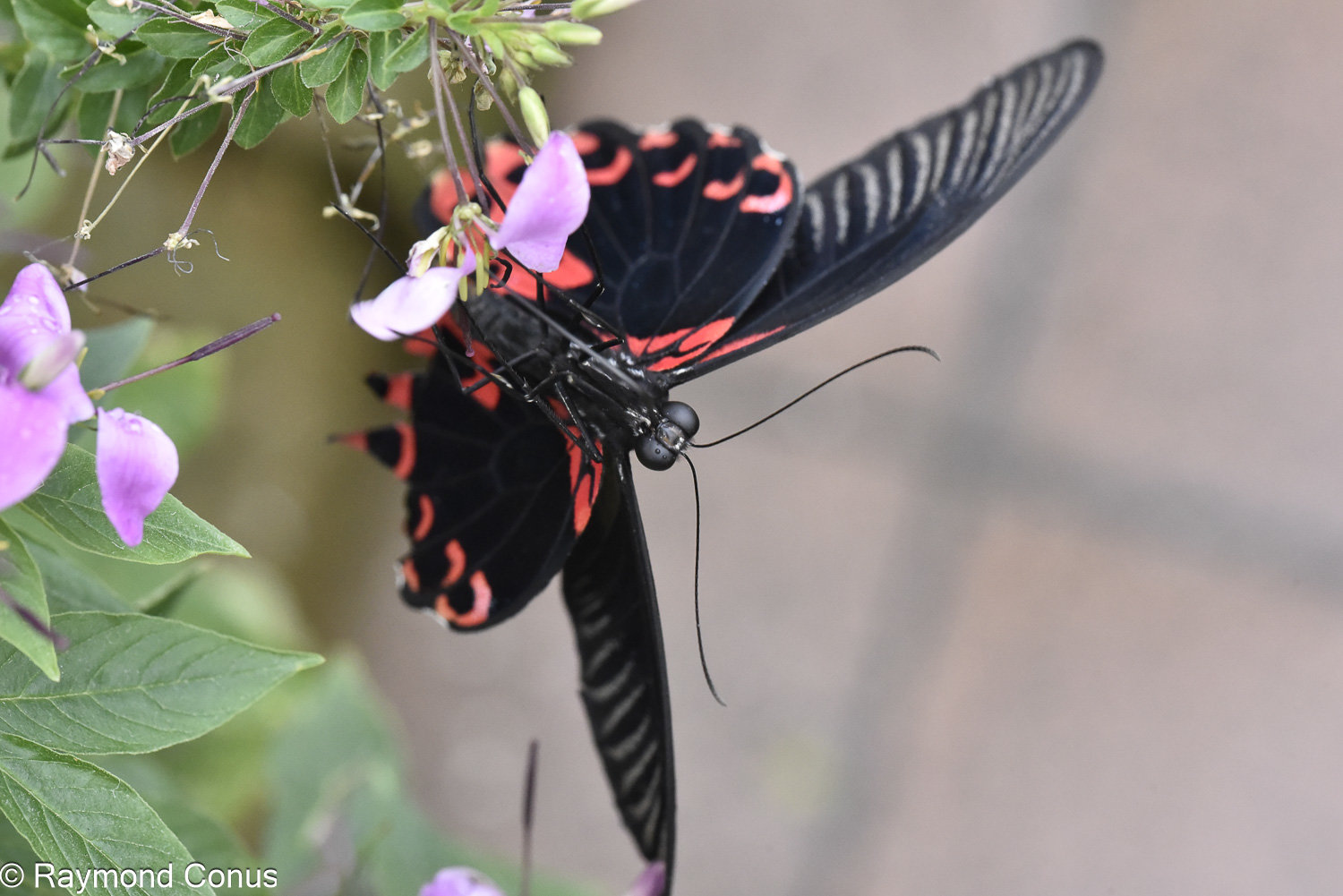 Petite chauve-souris (Pachliopta kotzebuea)
