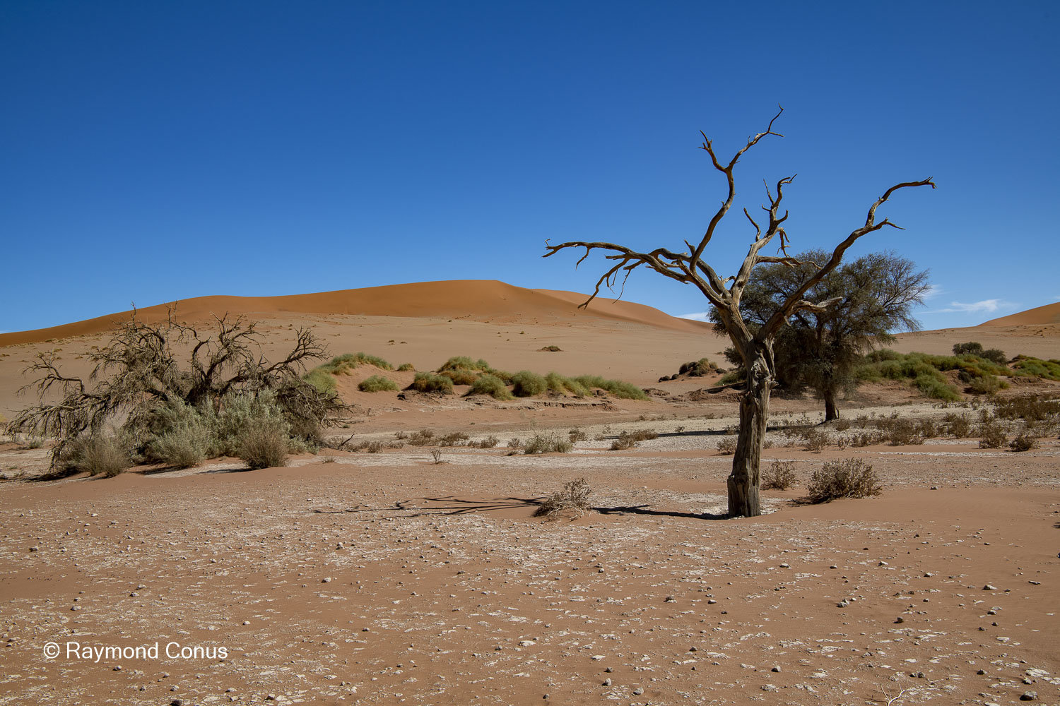 Sossusvlei (35)