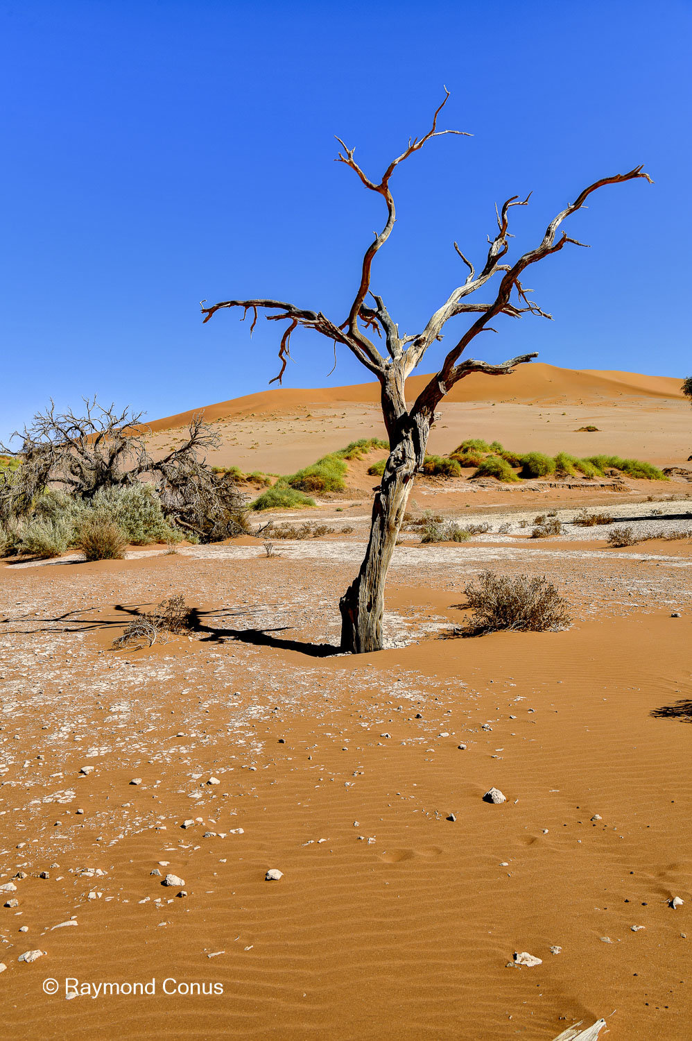 Sossusvlei (36)