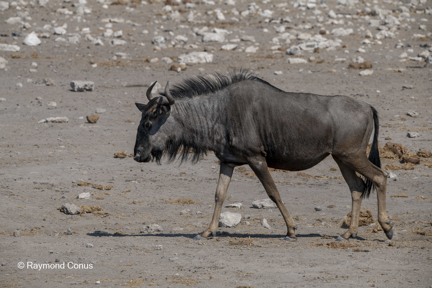 The blue wildebeest (3)