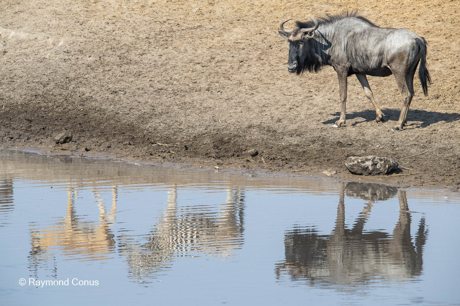 The blue wildebeest (4)