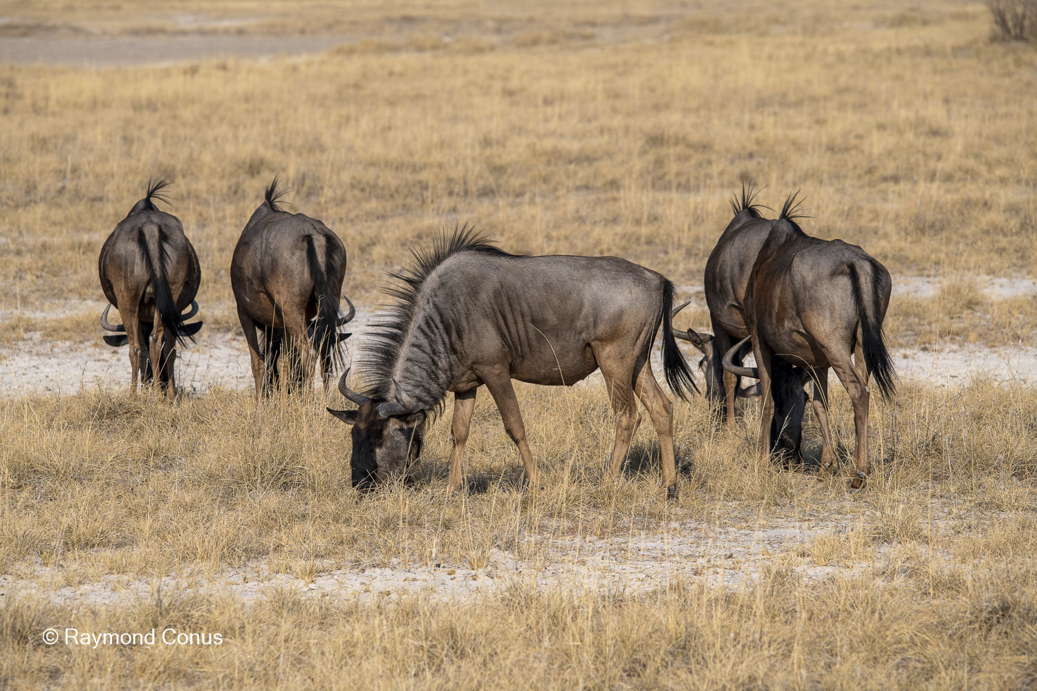 The blue wildebeest (5)