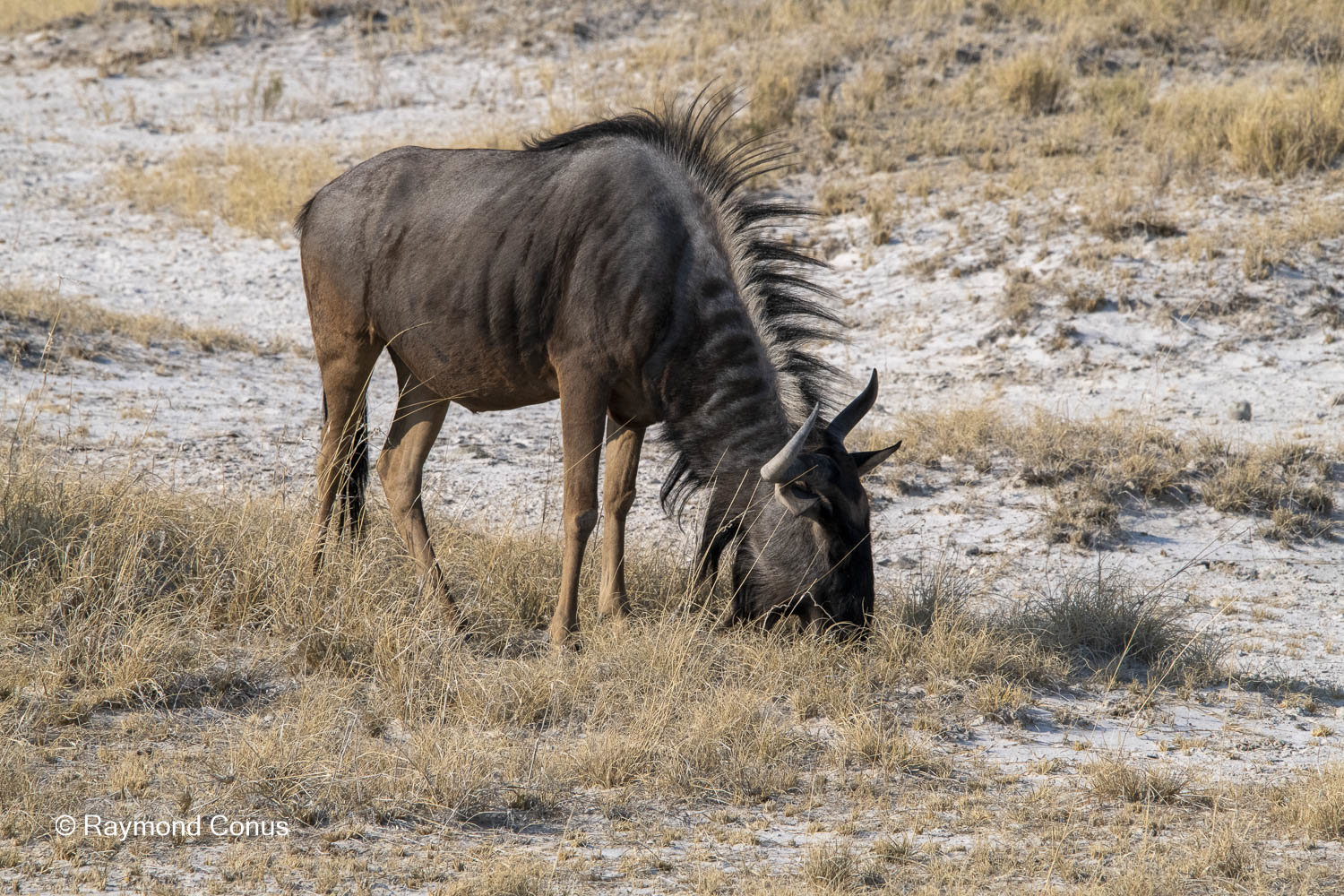 The blue wildebeest (6)