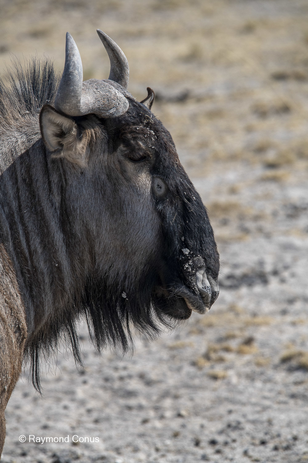 The blue wildebeest (7)