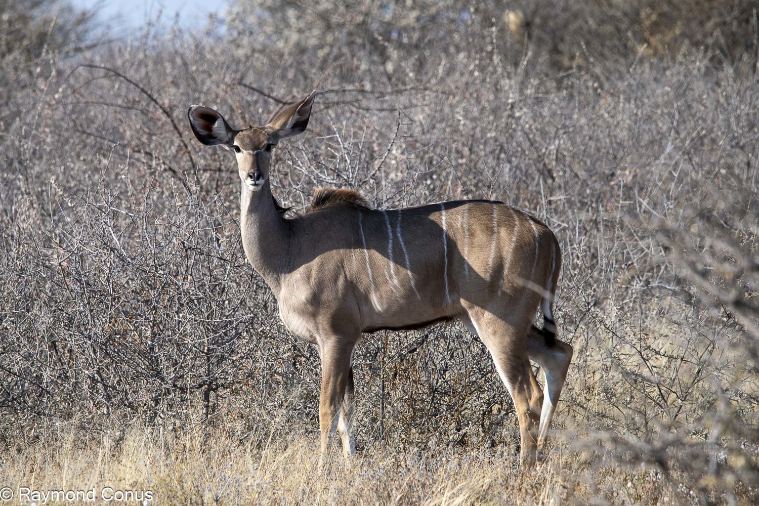 Le grand koudou (12)